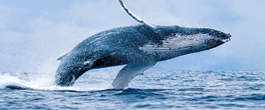 نهنگ,دوج کوین,بیت کوین,ارز دیجیتال